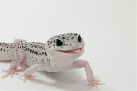 Leopard Gecko With Images Animal Faces Leopard Gecko Animals