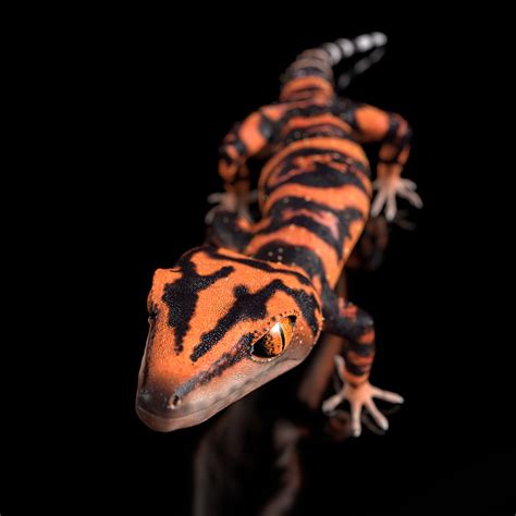 Japanese Cave Gecko - Goniurosaurus orientalis 3D model | CGTrader