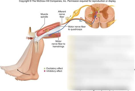 steps of reflex arc Diagram | Quizlet