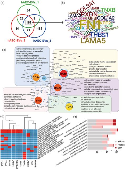 Integrated Analysis Of Mirna And Proteomics Of Haec Evs A Venn