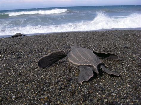 California Protects Leatherback Sea Turtles As Endangered Center For