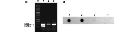 A Ethidium Bromide Stained Agarose Gel Electrophoresis Of Multiplex