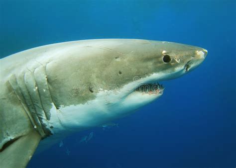 Grand Requin Blanc Sous Marin Photo Stock Image Du Ou Es Poissons