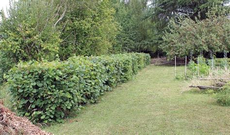 Edible Hedges For Privacy And Food Eat That Hedge Gardensall