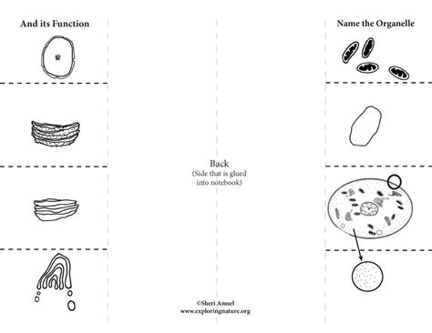 Cell Organelles Foldable Activity