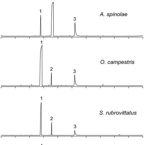 Total Ion Chromatograms Of Gcms Analysis Of Metathoracic Scent Gland