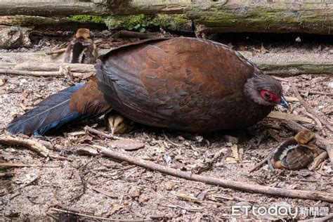 臺北市立動物園首度孵化「越南鷴寶寶」 小傢伙害羞藏爸爸羽毛下 Ettoday寵物雲 Ettoday新聞雲