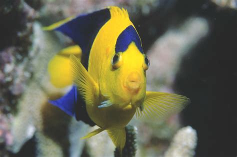 Centropyge bicolor