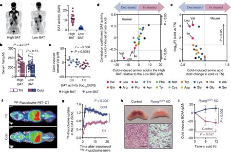 Cold Induced Bat Thermogenesis Promotes Systemic Bcaa Clearance In