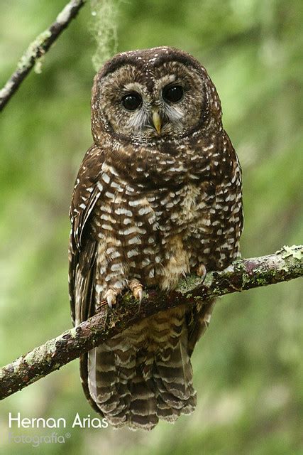 Strix Occidentalis Spotted Owl Oregon Hda 20090428 10 Flickr