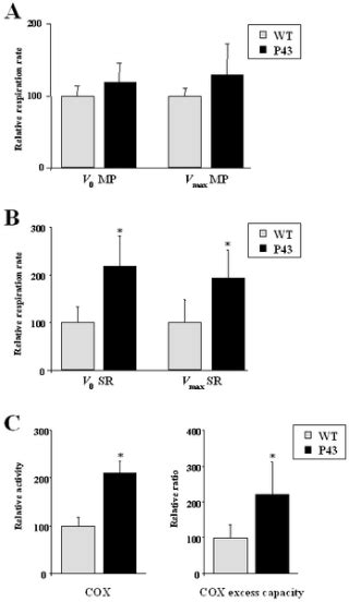 Overexpression Of The Mitochondrial T3 Receptor P43 Induces A Shift In