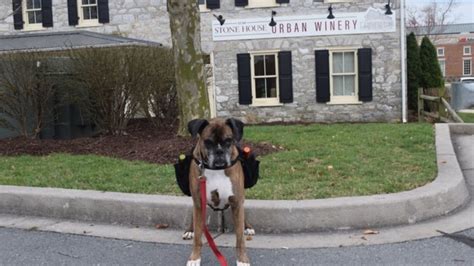 Un Perro Entrega Vinos A Domicilio De Una Bodega Y Aumenta Sus Ventas