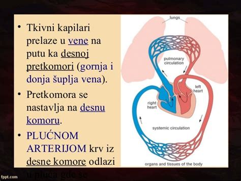 Funkcionalna Anatomija Srca