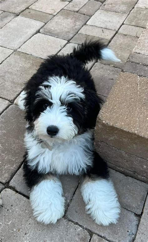 Miniature Micro Mini And Australian Bernedoodle Puppies For Sale Alpine Bernedoodles Artofit