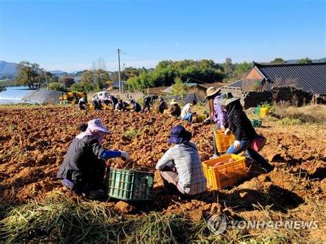 농촌진흥청 고구마 수확 일손 돕기 연합뉴스