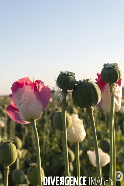 Des Agriculteurs Afghans Continue De Cultiver Du Pavot Opium