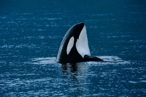 Orca (Killer Whale - Orcinus orca) Facts