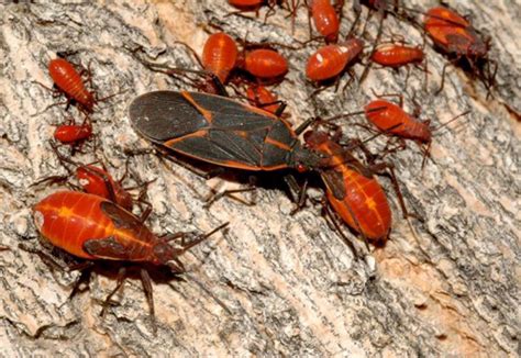 Boxelder Bugs In Central Oregon Arbor 1 Tree Service Arborists