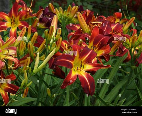 Beautiful Red Daylilies In The Summer Garden Daylilies Spiders Red