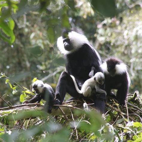 Baby Colobus Monkeys: Seeing Them In Wild Rwanda