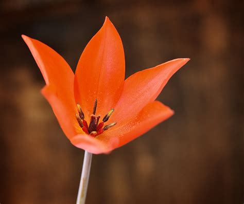 Free Images Blossom Leaf Petal Bloom Botany Yellow Flora Close