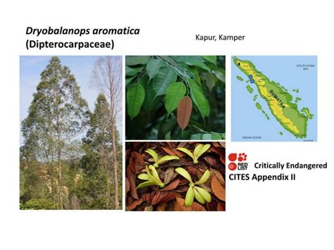 Pengenalan Flora Fauna Endemik Sumatera Ppt