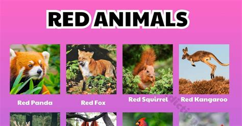 Orange Animals 20 Interesting Orange Animals In The World Visual
