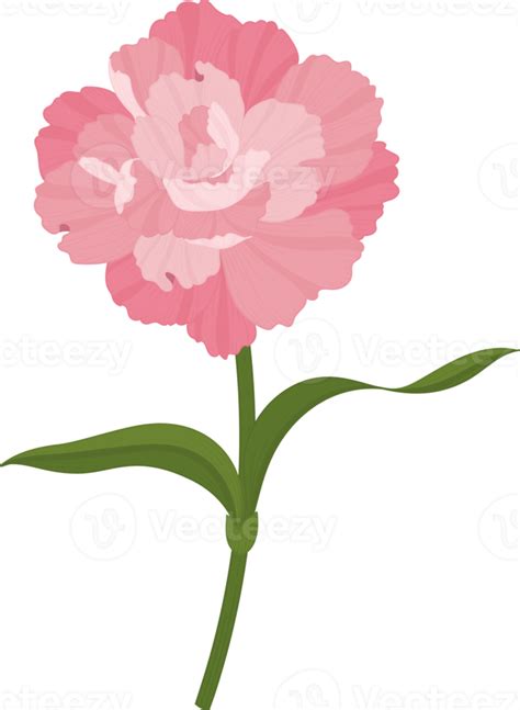 Pink Carnation Flower Hand Drawn Illustration 10173964 Png