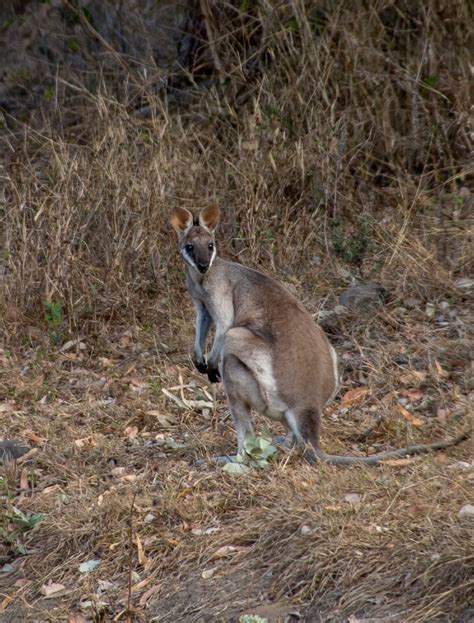 Wallaby Brown Grey Free Photos On