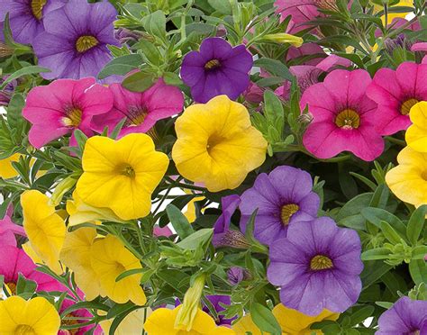 Småpetunia Stickling Million Bells Trixi ® Lollipop 3 Pack