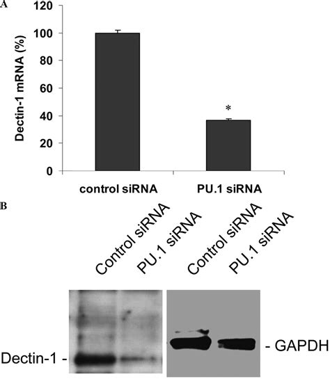 Downregulation Of PU 1 Leads To Decreased Expression Of Dectin 1 In