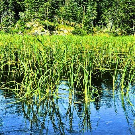 Podcast With John Borrows Sierra Club Canada Sierra Club Canada