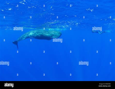 Baby Sperm Whale Calf Underwater Sperm Whale Underwater Physeter