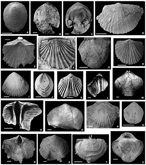 Brachiopods Origin And Early History Harper 2017 Palaeontology