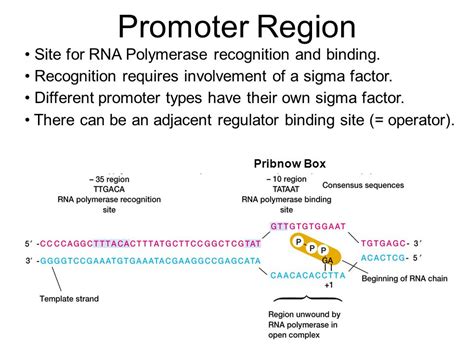 Antibiotics Bind To Rna Polymerase And