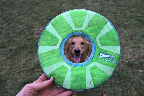 Chuckit Zipflight Review A Dog Frisbee That Really Moves