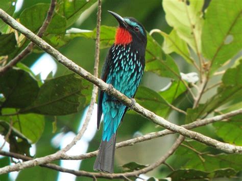 Black Bee Eater Ebird