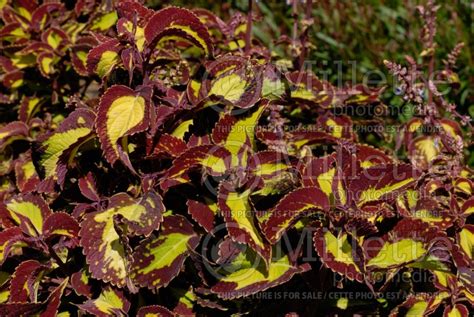 Photo Of Coleus Aka Plectranthus Aka Solenostemon Saturn Coleus