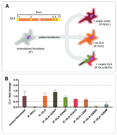 Cell Line Establishment Fabry Patient S Fibroblasts Carrying A