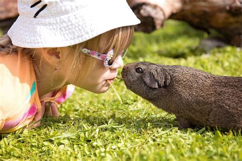 Guinea Pig Care. Information from Northern Districts Veterinary Hospital