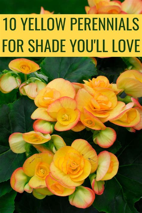 10 Yellow Perennials For Shade You'll Fall In Love With