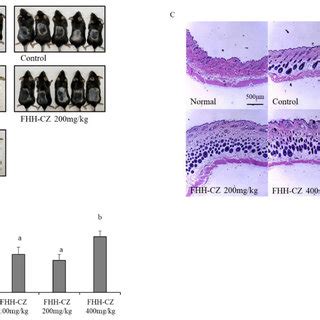 Effect Of Fhh Cz On Hair Growth In C Bl Mice A The Visual Change