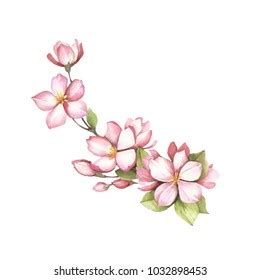 Branch Sakura Blossoms Hand Draw Watercolor Stock Illustration