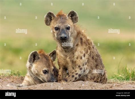 Spotted Hyena Crocuta Crocuta Adults Resting At The Entrance Of The