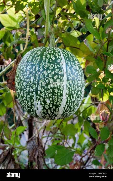 Winter squash, Fig Leaved Gourd, Cucurbita ficifolia, Malabar gourd ...