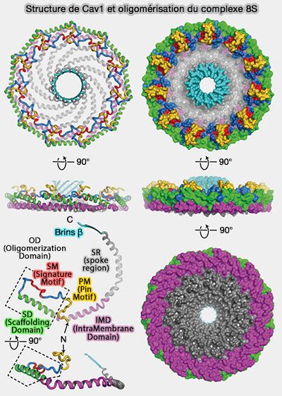 Trafic vésiculaire cavéoles cavéolines