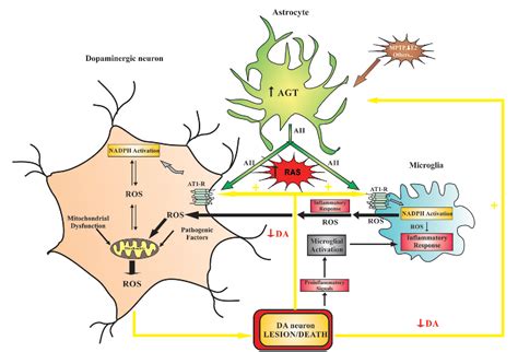 Brain Renin Angiotensin System And Dopaminergic Cell Vulnerability