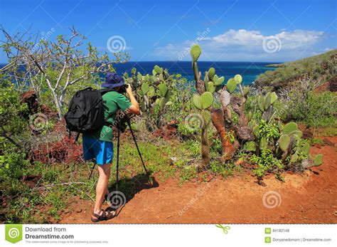 Man Photographing Galapagos Prickly Pear On Rabida Island In Gal Stock