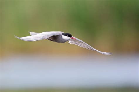 Wei Bart Seeschwalbe Chlidonias Hybrida Im Steckbrief Merkmale