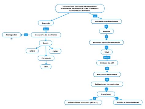 Fosforilación oxidativa el mecanismo prin Mind Map